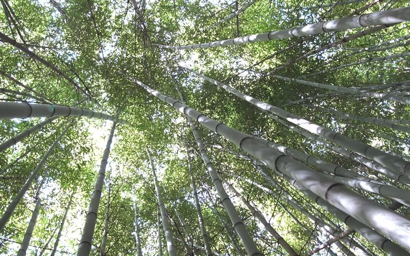 Henon Giant Gray Bamboo - Phyllostachys Nigra 'Henon' - 2 Gallon Pot - Image 5