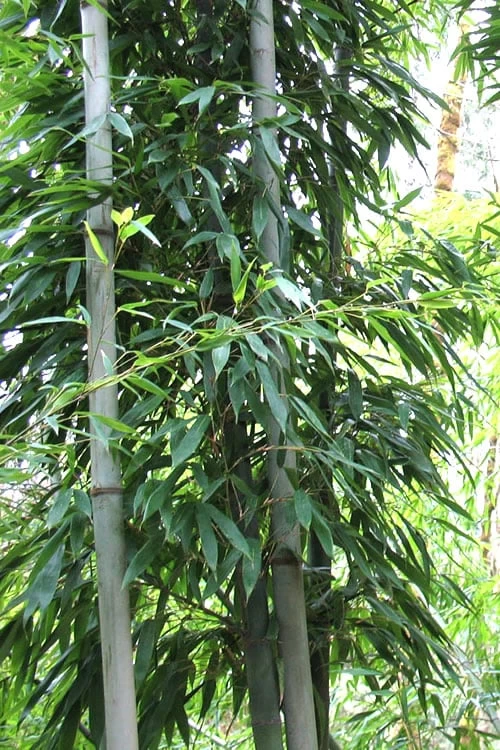 Henon Giant Gray Bamboo - Phyllostachys Nigra 'Henon' - 2 Gallon Pot - Image 4