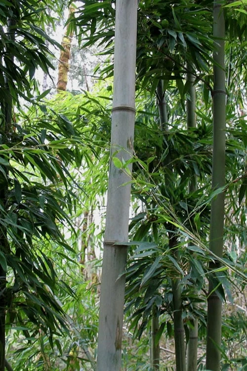 Henon Giant Gray Bamboo - Phyllostachys Nigra 'Henon' - 2 Gallon Pot - Image 7
