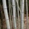 Henon Giant Gray Bamboo - Phyllostachys Nigra 'Henon' - 2 Gallon Pot