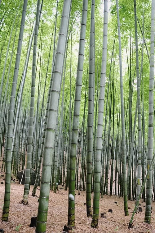 Henon Giant Gray Bamboo - Phyllostachys Nigra 'Henon' - 2 Gallon Pot - Image 6