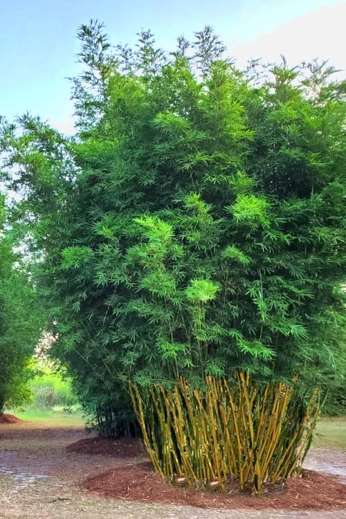 Yellow Buddha Belly Bamboo - Bambusa Ventricosa 'Kimmei' - 3 Gallon Pot - Image 4