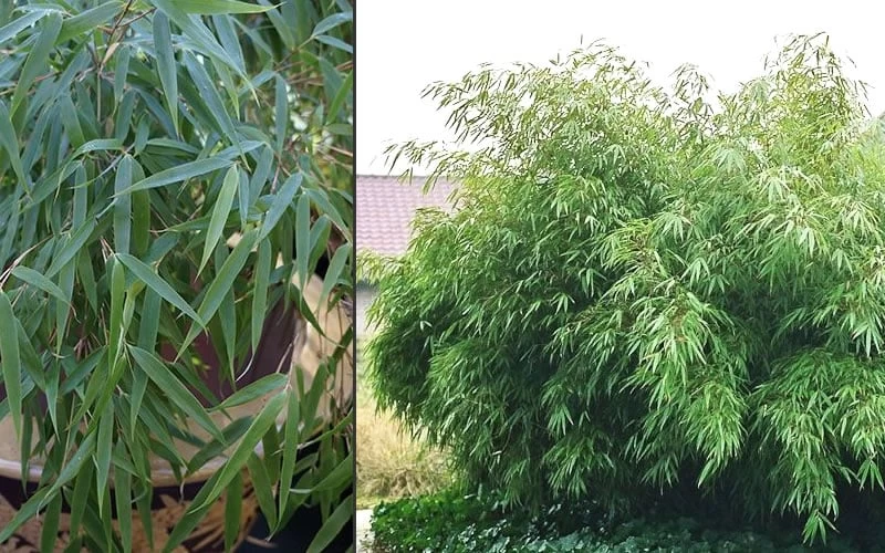 Sunset Glow Clumping Bamboo (Fargesia Rufa) - 3 Gallon Pot - Image 6