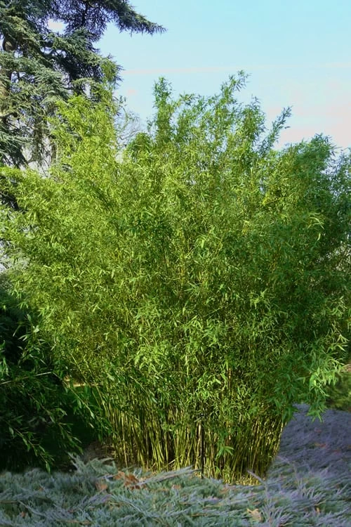 Stone Bamboo - Phyllostachys Angusta - 3 Gallon Pot (3-4')