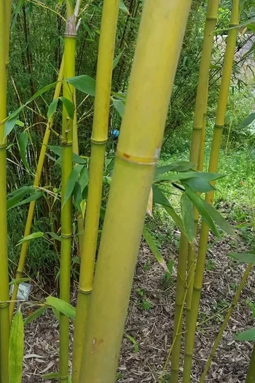 Stone Bamboo - Phyllostachys Angusta - 3 Gallon Pot (3-4') - Image 4
