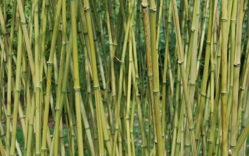 Stone Bamboo - Phyllostachys Angusta - 3 Gallon Pot (3-4') - Image 6