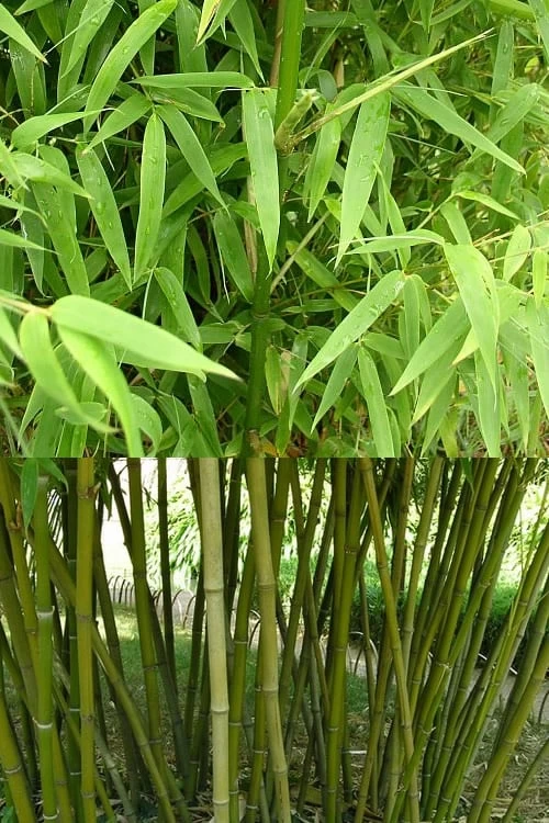 Stone Bamboo - Phyllostachys Angusta - 3 Gallon Pot (3-4') - Image 5