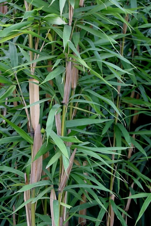 Tonkin Cane Tea Stick Bamboo - Pseudosasa Amabilis - 3 Gallon Pot - Image 5