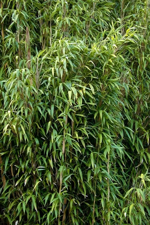 Tonkin Cane Tea Stick Bamboo - Pseudosasa Amabilis - 3 Gallon Pot - Image 6