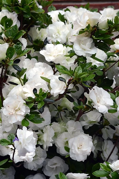 Snowball Bloom 'N Again Azalea - 1 Gallon Pot