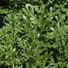 Franklins Gem Dwarf Boxwood - 3 Gallon Pot
