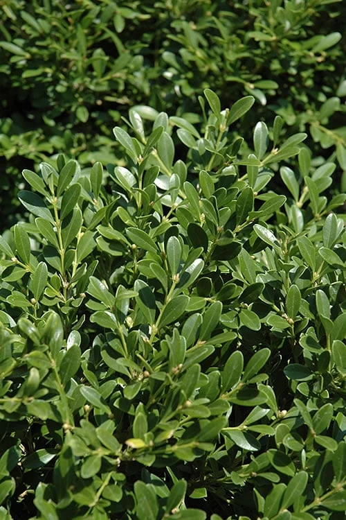 Franklins Gem Dwarf Boxwood - 3 Gallon Pot
