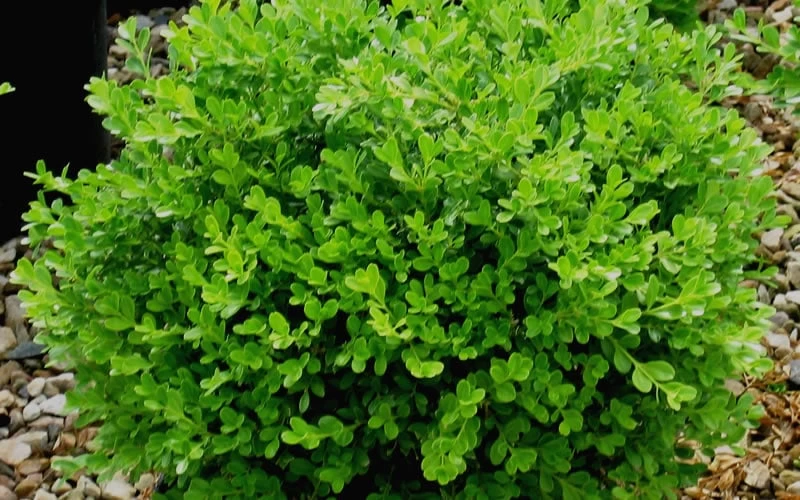 Franklins Gem Dwarf Boxwood - 3 Gallon Pot - Image 4