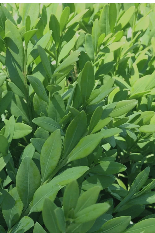 Green Mountain Boxwood - 6 Pack Of 2.5 Quart Pots - Image 6