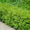 Japanese Boxwood - Buxus Microphylla - 1 Gallon Pot