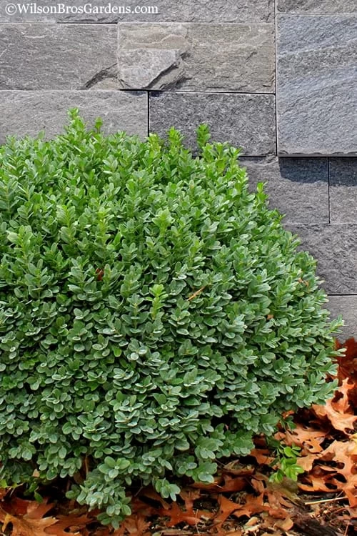 Korean Dwarf Boxwood - Buxus Sinica Var. Insularis 'Nana' - 6 Pack Of 1 Gallon Pots - Image 6