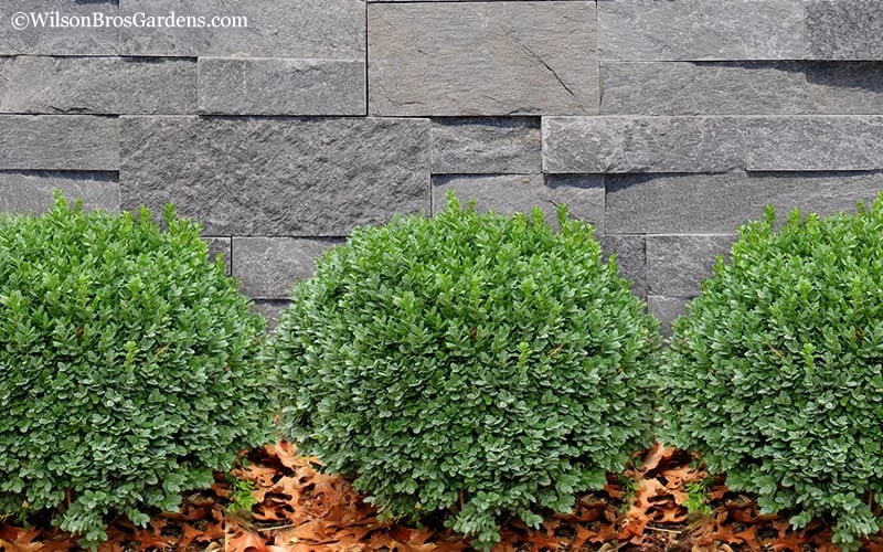 Korean Dwarf Boxwood - Buxus Sinica Var. Insularis 'Nana' - 6 Pack Of 1 Gallon Pots - Image 5