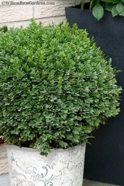Korean Dwarf Boxwood - Buxus Sinica Var. Insularis 'Nana' - 6 Pack Of 1 Gallon Pots