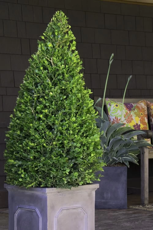 Wintergreen Boxwood - 6 Pack Of 1 Gallon Pots - Image 4