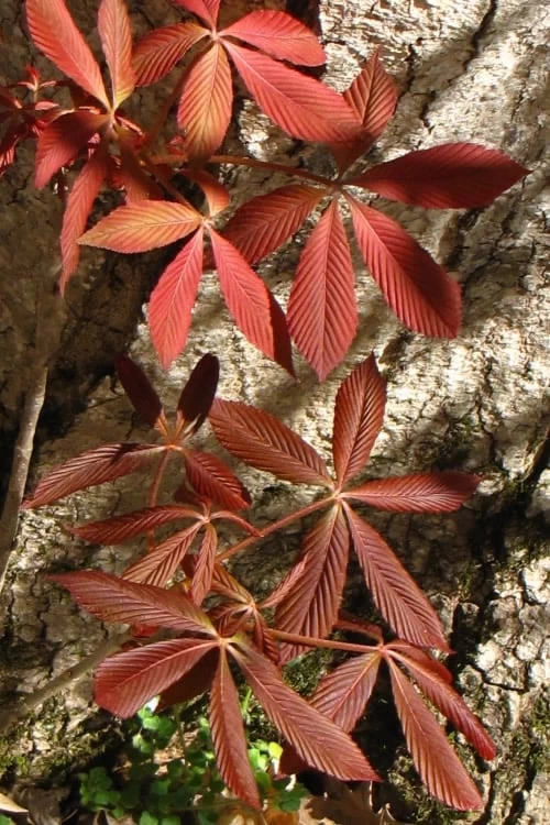 Painted Buckeye (Aesculus Sylvatica) - 3 Gallon Pot - Image 6