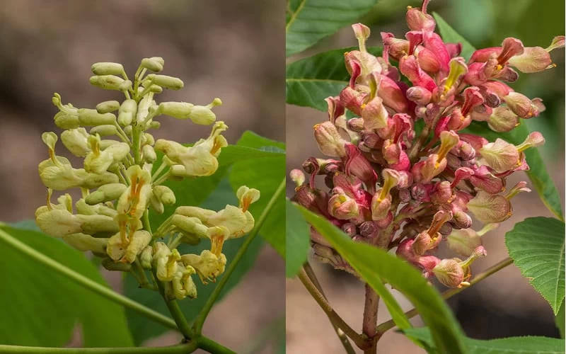 Painted Buckeye (Aesculus Sylvatica) - 3 Gallon Pot - Image 4