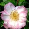 Apple Blossom Camellia Sasanqua - 3 Gallon Pot