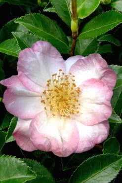 Apple Blossom Camellia Sasanqua - 3 Gallon Pot