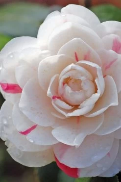 April Dawn Cold Hardy Camellia Japonica - 1 Gallon Pot