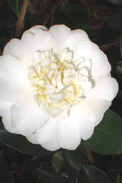 Autumn Rocket Camellia Sasanqua - 1 Gallon Pot