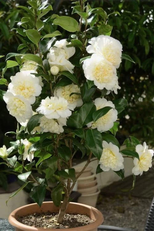 Brushfield Yellow Camellia Japonica - 1 Gallon Pot - Image 5