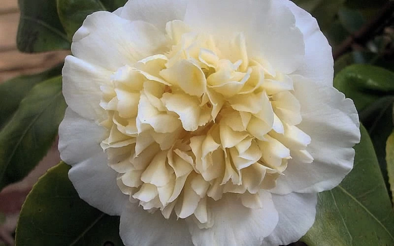 Brushfield Yellow Camellia Japonica - 1 Gallon Pot - Image 6