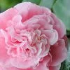 Debutante Pink Camellia Japonica - 3 Gallon Pot
