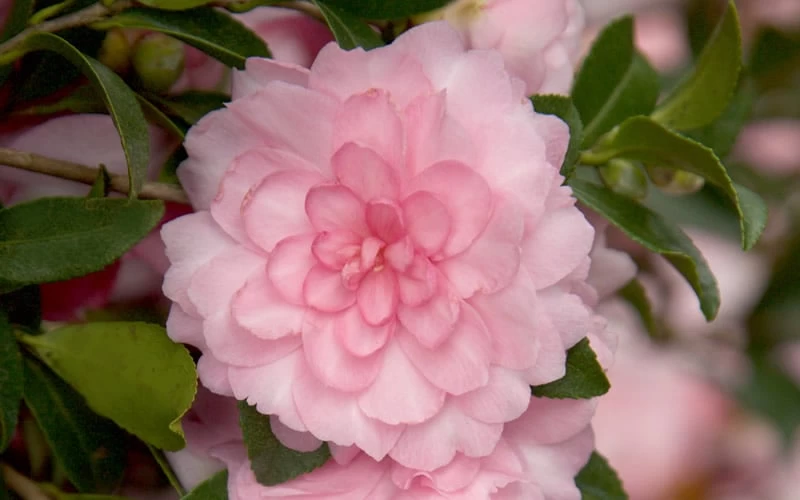 October Magic Pink Perplexion Camellia - 1 Gallon Pot - Image 4