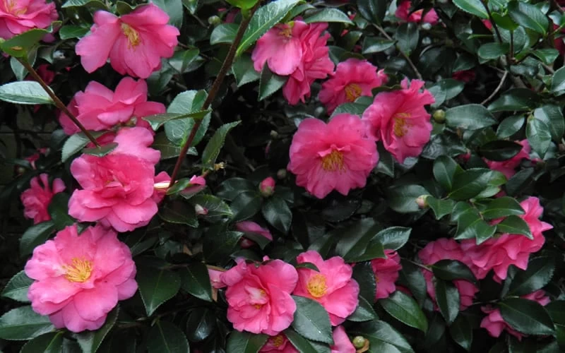 Shishi Gashira Dwarf Camellia Sasanqua - 2 Gallon Pot - Image 7