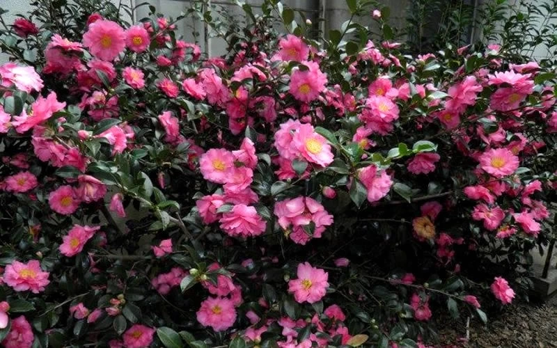 Shishi Gashira Dwarf Camellia Sasanqua - 2 Gallon Pot - Image 8