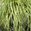Evergold Japanese Sedge (Carex Hachijoensis) - 5 Pack Of Quart Pots