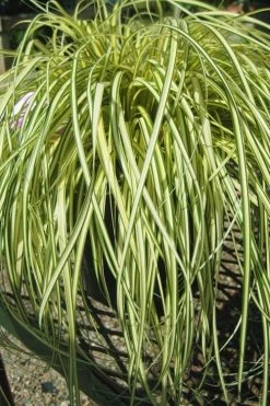 Evergold Japanese Sedge (Carex Hachijoensis) - 5 Pack Of Quart Pots
