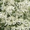 Sweet Autumn Clematis Terniflora - 3 Gallon Pot