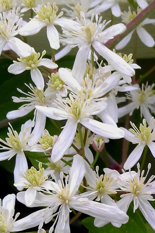 Sweet Autumn Clematis Terniflora - 3 Gallon Pot - Image 8