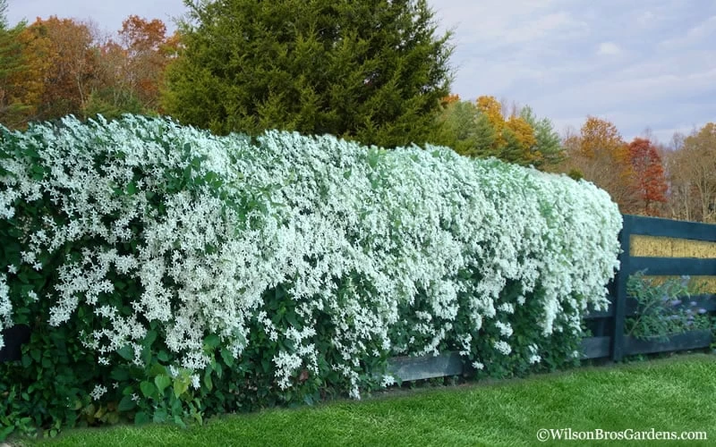 Sweet Autumn Clematis Terniflora - 3 Gallon Pot - Image 6