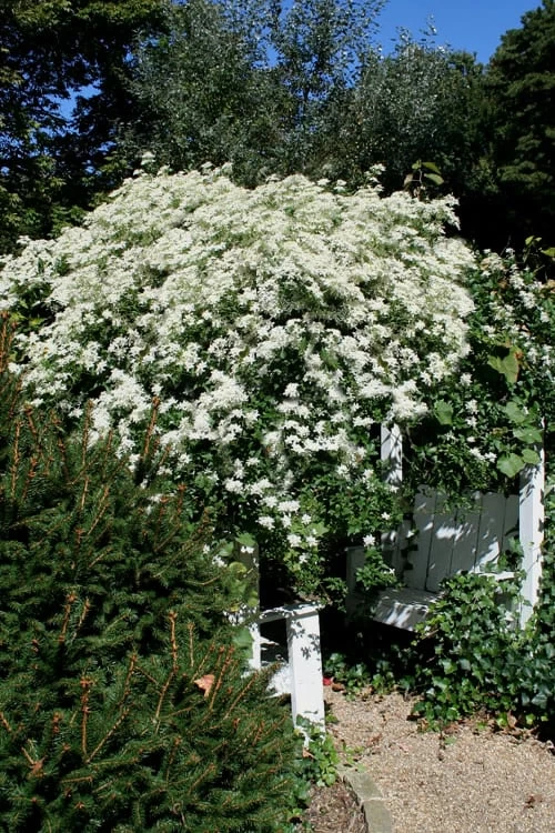 Sweet Autumn Clematis Terniflora - 3 Gallon Pot - Image 9