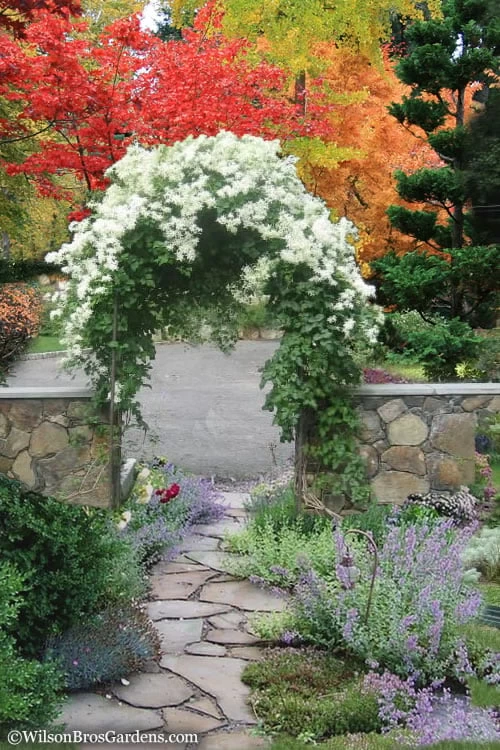 Sweet Autumn Clematis Terniflora - 3 Gallon Pot - Image 4