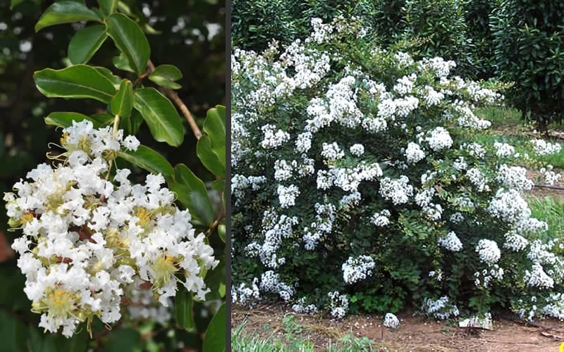 Acoma Weeping White Crape Myrtle - 1 Gallon Pot - Image 6