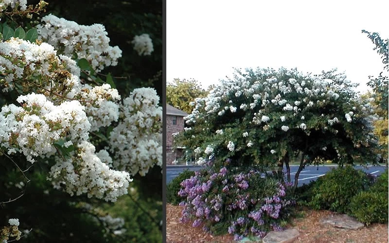 Acoma Weeping White Crape Myrtle - 1 Gallon Pot - Image 5