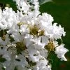 Diamond Dazzle Dwarf Crape Myrtle - 3 Gallon Pot