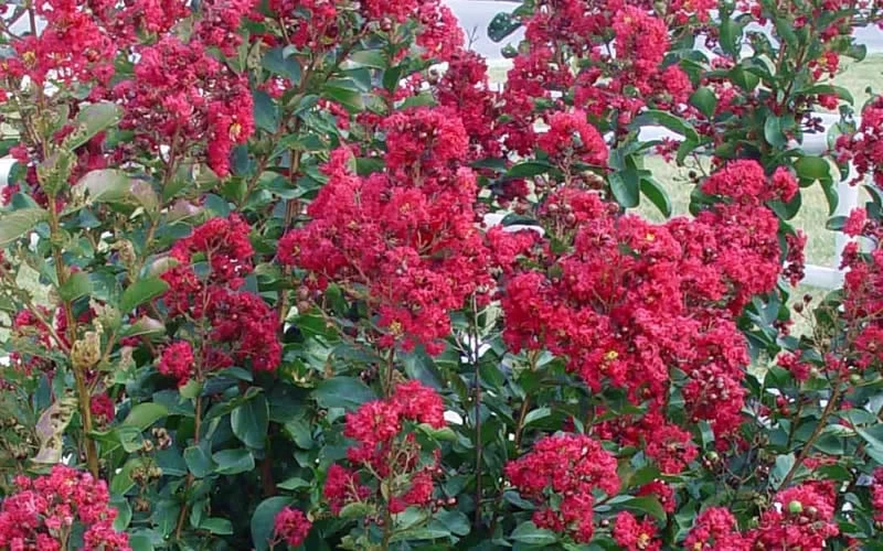 Double Feature Red Crape Myrtle - 3 Gallon Pot - Image 5