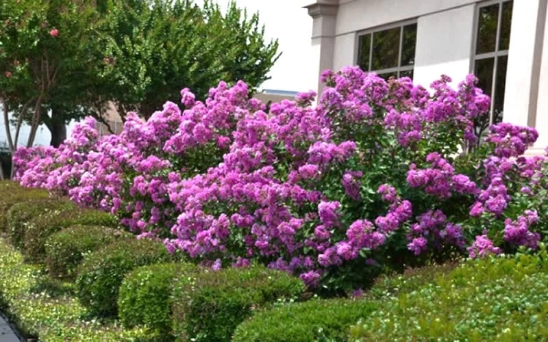 Early Bird Purple Crape Myrtle - 2 Gallon Pot - Image 4