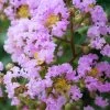 Muskogee Lavender Crape Myrtle - 3 Gallon Pot
