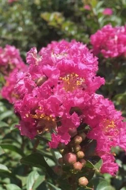 Pocomoke Dwarf Crape Myrtle - 6 Pack Of 1 Gallon Pots