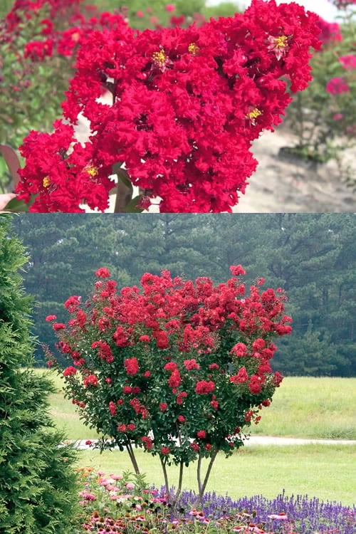 Red Rocket Crape Myrtle - 1 Gallon Pot - Image 5